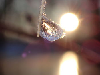 Close-up of raindrops on illuminated plant