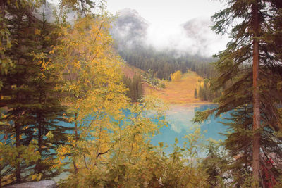 Trees in forest during autumn