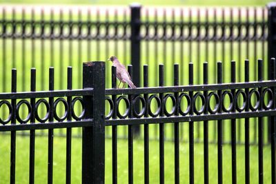 View of bird perching on fence