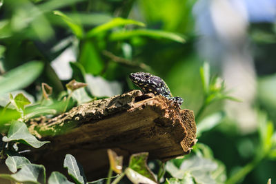 Close-up of bird perching on leaf