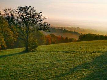 Scenic view of trees on field against sky during sunset