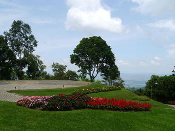 Trees and plants in garden