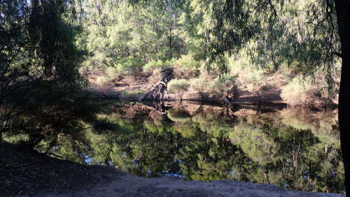 Full frame shot of trees in water