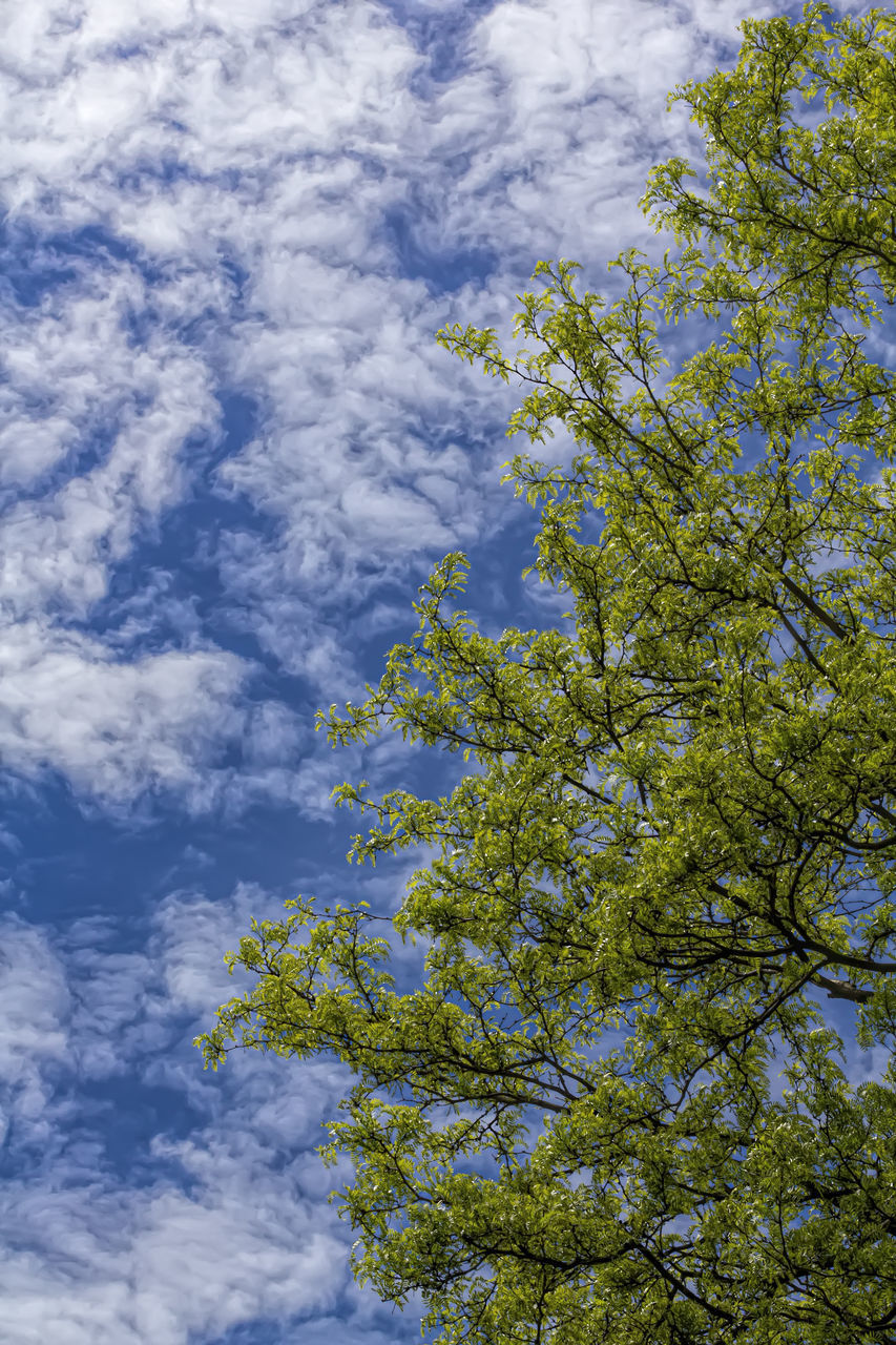 LOW ANGLE VIEW OF TREES AGAINST BLUE SKY