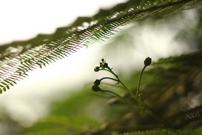Close-up of fresh green plant