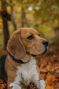 Close-up of a dog looking away