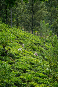 Tamil workers picking tea leaves in tea plantation, ella, sri lanka