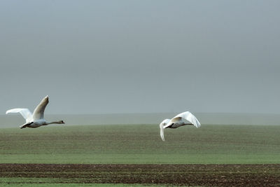 Seagulls flying against the sky