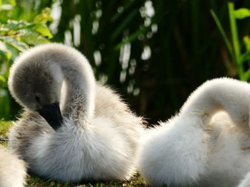 Close-up of swan on grass