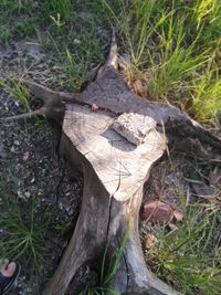 High angle view of tree stump on field