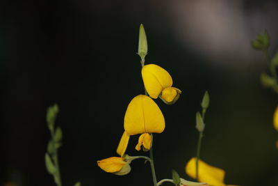 Close-up of yellow flower buds