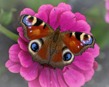 Close-up of butterfly on purple flower