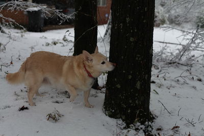 White dog sniffing a tree in the snow