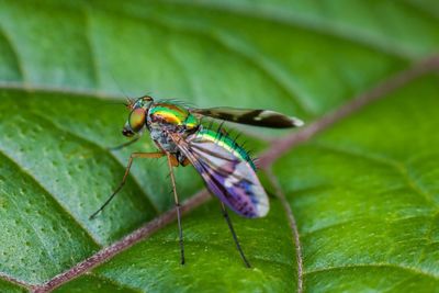 Close-up of insect on leaf