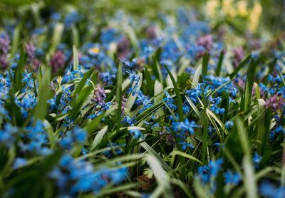 Close-up of purple flowers blooming in field