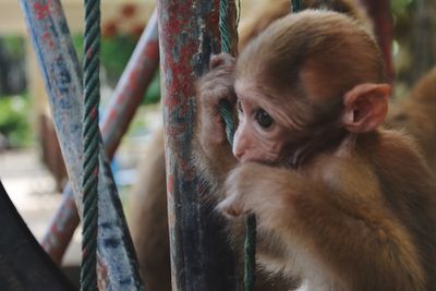 Close-up of monkey