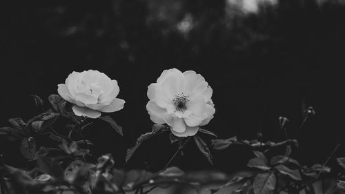 Close-up of white roses