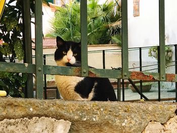 Cat sitting by window