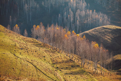 Scenic view of forest during autumn