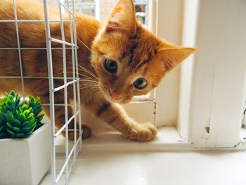 Close-up portrait of a cat