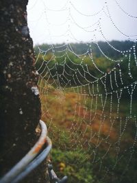 Close-up of wet spider web