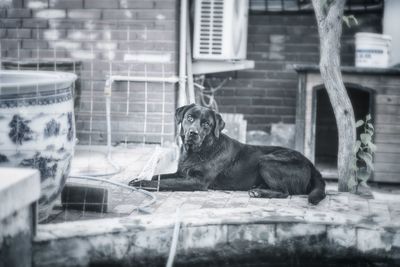 Dog sitting in a building