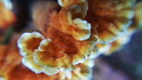 Close-up of water drops on leaf