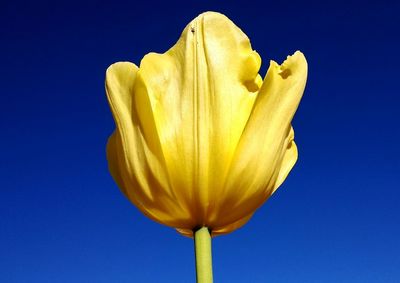 Low angle view of yellow flower against clear blue sky