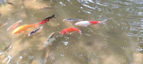 High angle view of koi carps swimming in lake