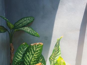 Close-up of leaves on potted plant against wall