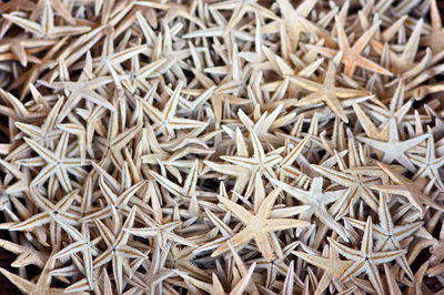 Many starfish for tourists and travelers as souvenirs or as healthy sea food from fishing on salad