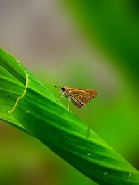 The butterfly rests for a while on the leaf roll, before it flies back