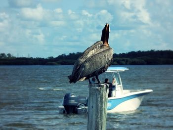 Seagull perching on wooden post in sea against sky