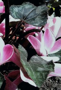 Close-up of pink rose