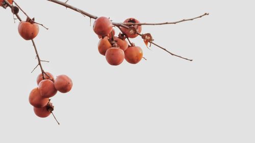 Close-up of fruits hanging on branch against sky