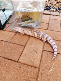 High angle view of snake by water