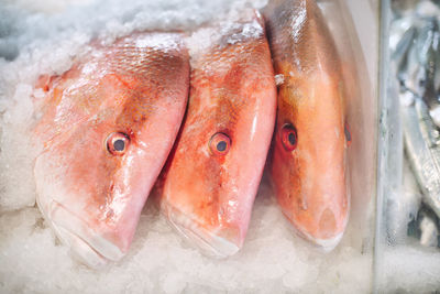 Close-up of fish for sale in market