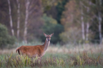 Deer standing on field