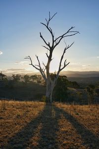 Bare tree on field against sky during sunset