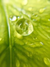 Full frame shot of wet leaves