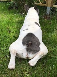 High angle view of dog relaxing on field