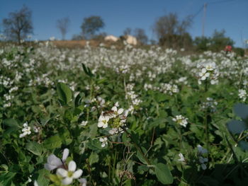 Close-up of flowering plants on field