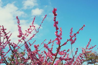 Low angle view of pink flowers against blue sky