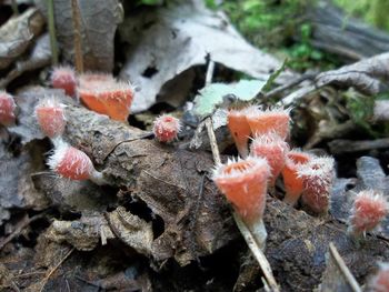 Close-up of frozen mushrooms on land