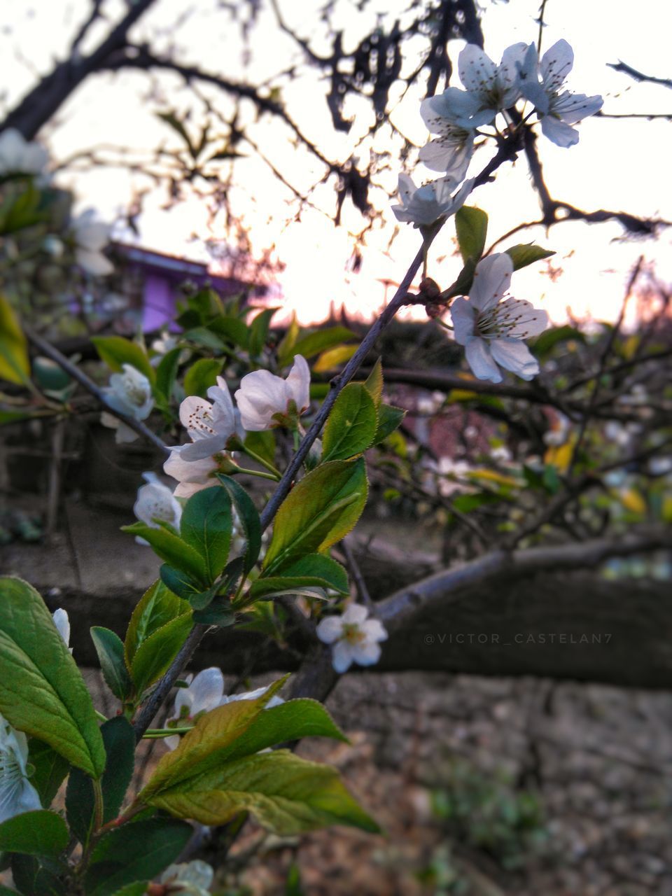 CLOSE-UP OF WHITE FLOWERING PLANT