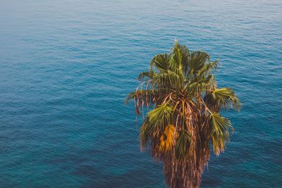 Palm tree by sea