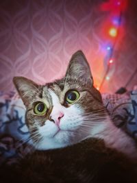 Close-up portrait of a cat