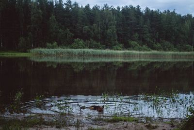 Reflection of trees in lake