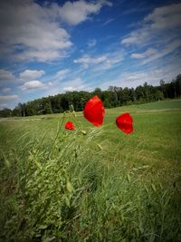 Red poppies on grassy field