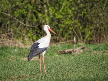 European white stork on a field